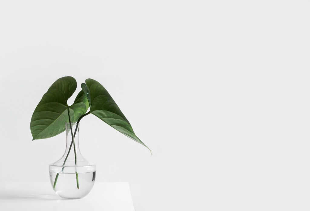 Minimalist green plant in a clear vase