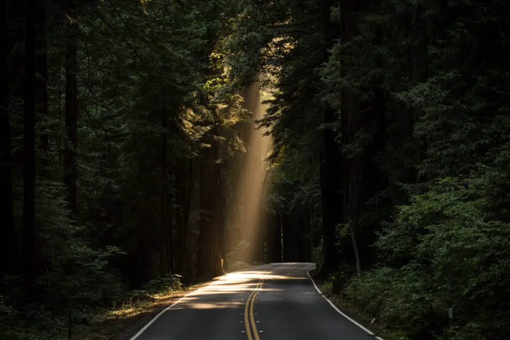 spiritual crisis- image of a road through dark woods