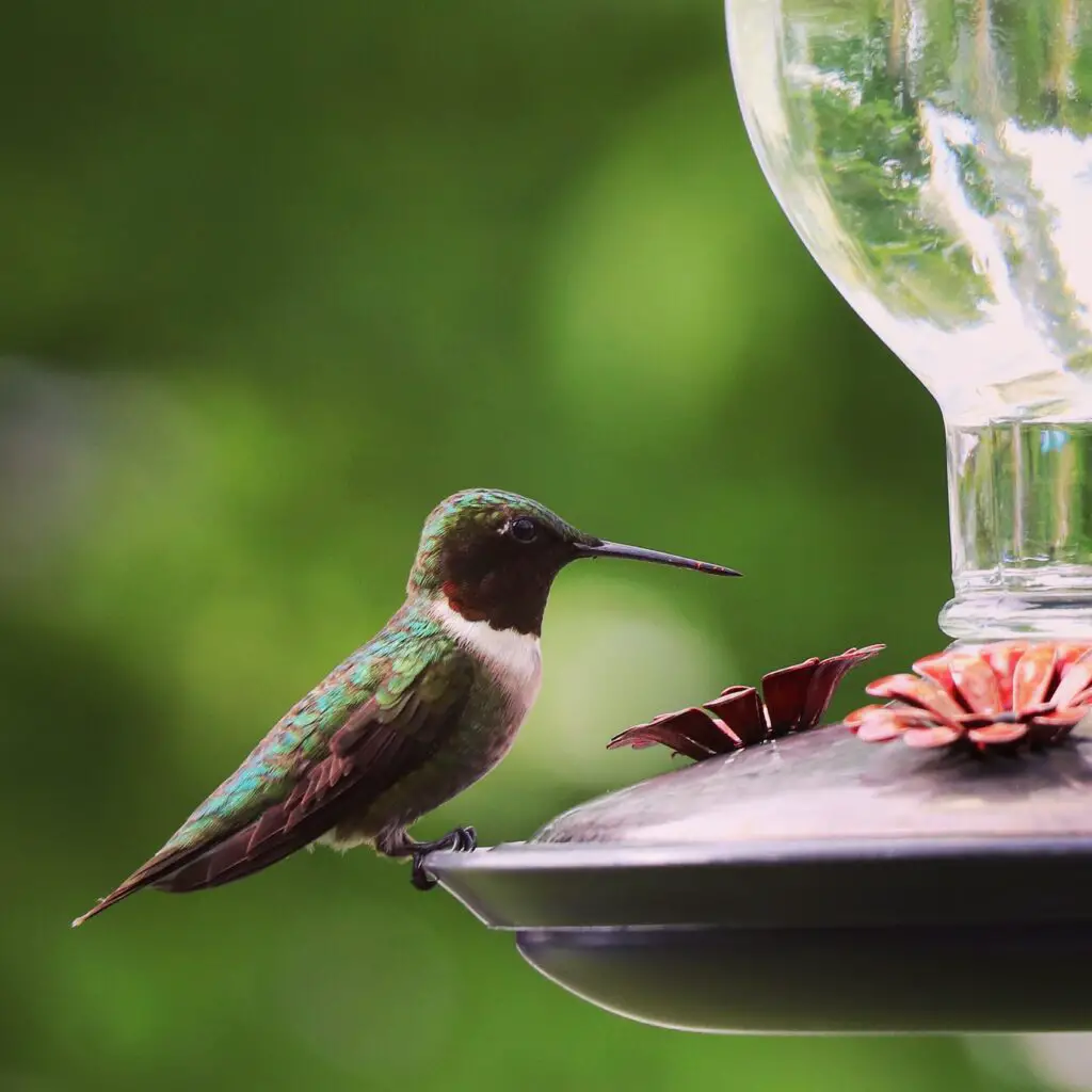 midlife crisis hobby birdwatching hummingbirds